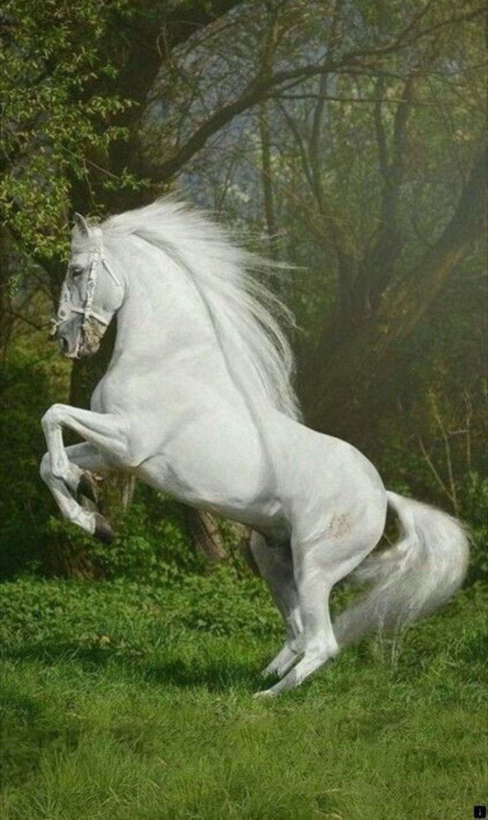 Фриз Фризская альбинос