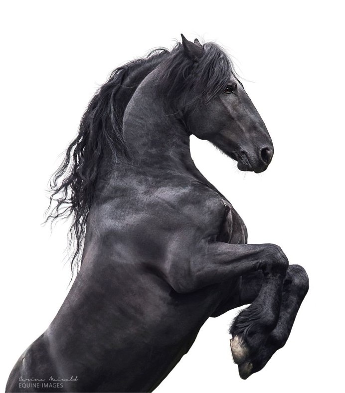 Черный рысак