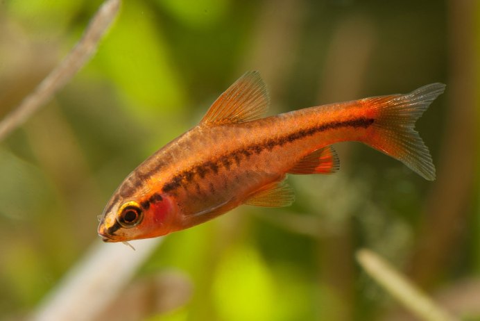 Барбус черный (Pethia nigrofasciata)