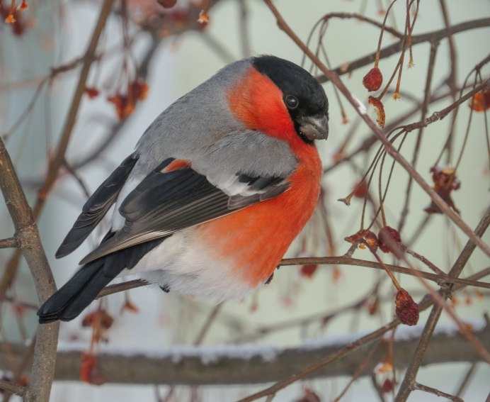 Снегирь фото рисунок