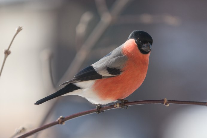 Птица Снегирь птенец