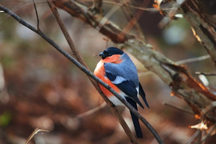 Воробьинообразные Снегирь