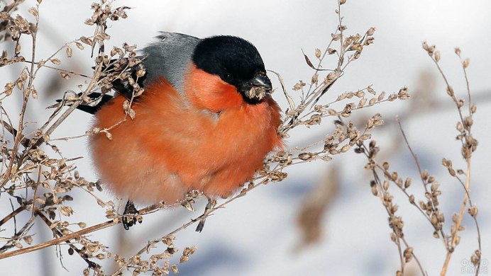Снегирь фото птицы