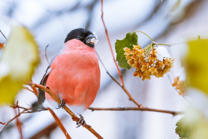 Птицы Ленинградской области Снегирь