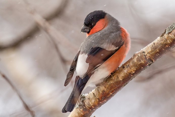 Птенец снегиря