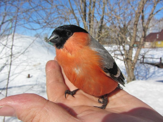 Птица Снегирь зимующая птица Снегирь
