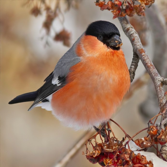 Снегири зимой