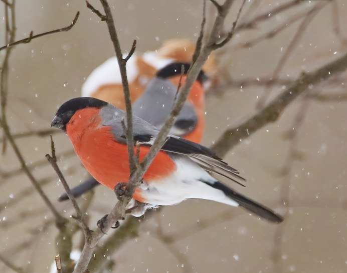 Воробьинообразные Снегирь