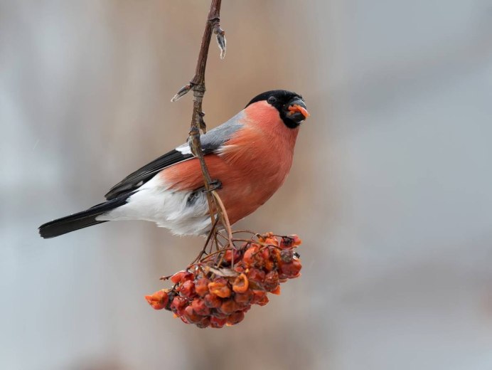 Красногрудый Снегирь