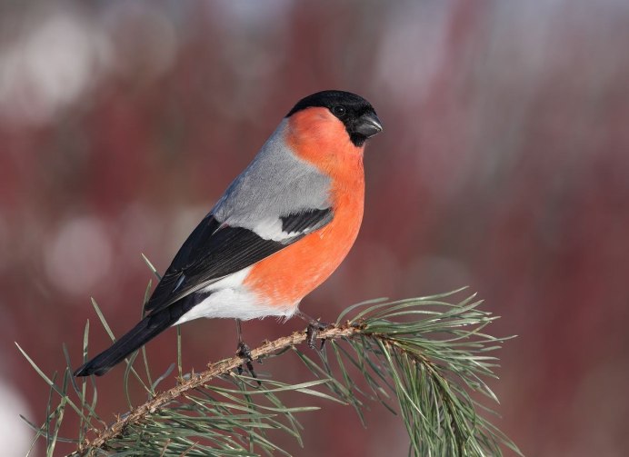Кавказский Снегирь