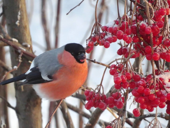Красноголовый Снегирь