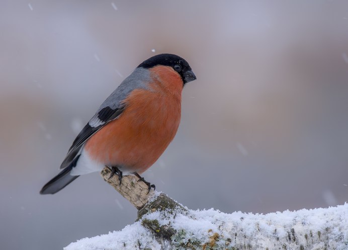 Маленький Снегирь