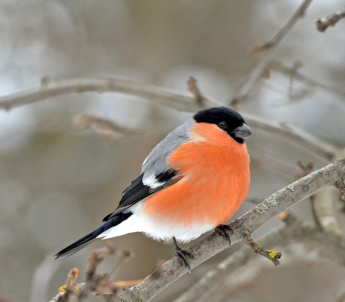 Снегири и певчие птицы