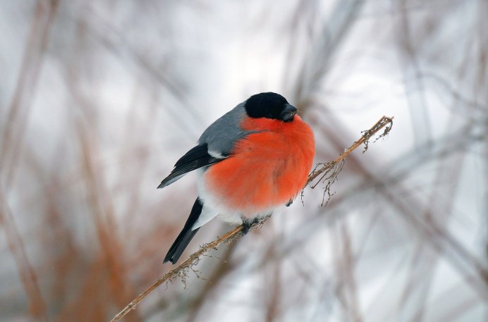 Голубой Снегирь
