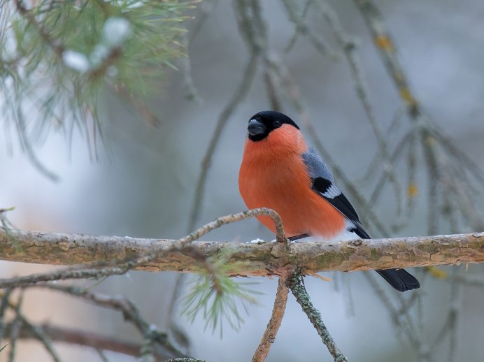 Снегирь обыкновенный pyrrhula pyrrhula