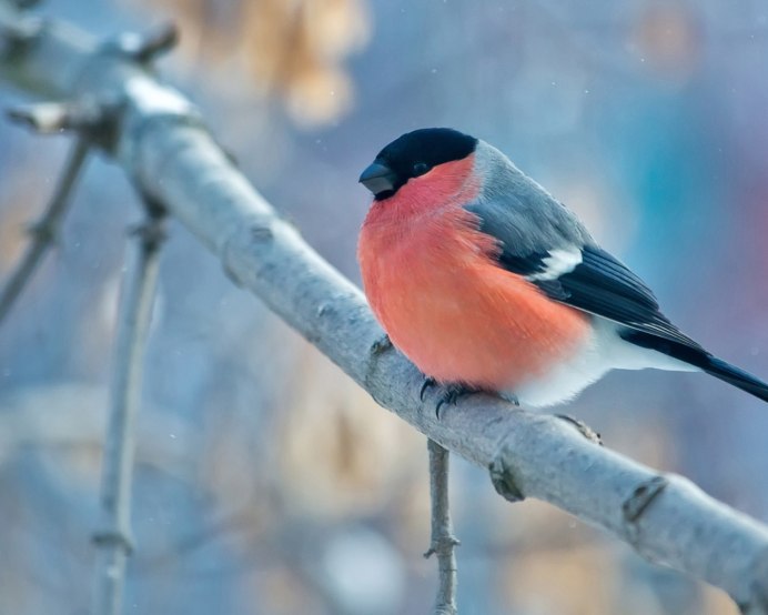 Снегирь поет