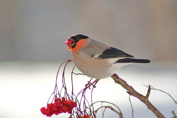 Длиннохвостая чечевица урагус