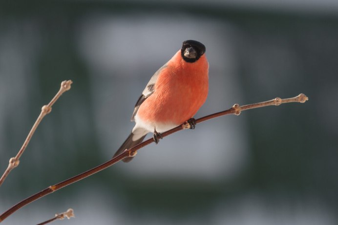 Красногрудый Снегирь