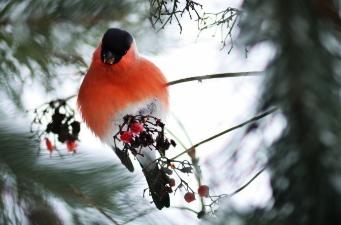 Снегирь обыкновенный pyrrhula pyrrhula