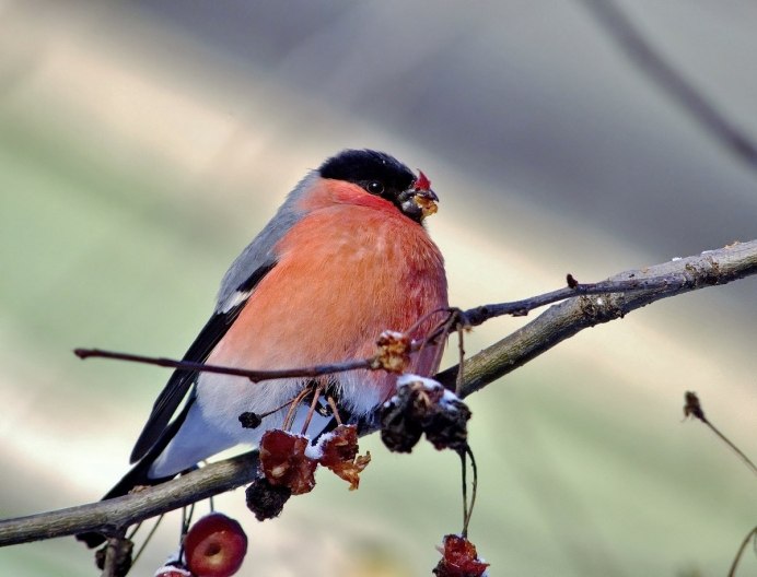 Птица Снигирь или Снегирь