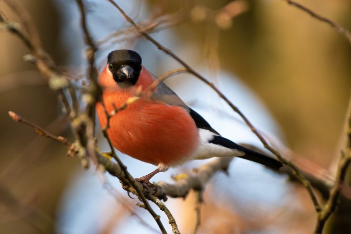 Зима Снегири