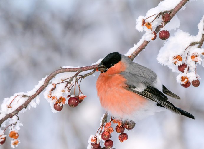 Маленький Снегирь