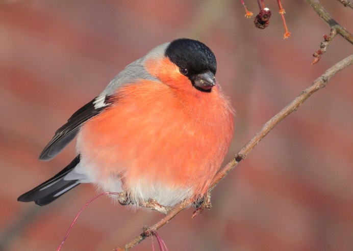 Воробьинообразные Снегирь