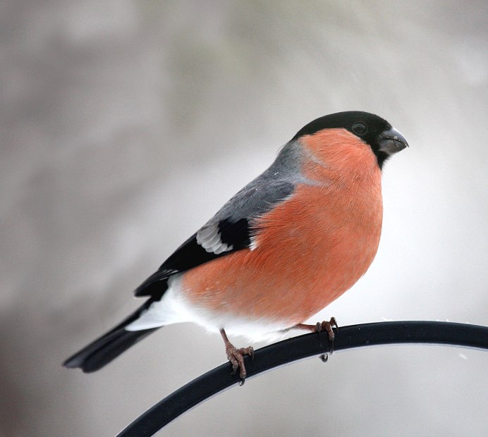 Красивая зима Снегири