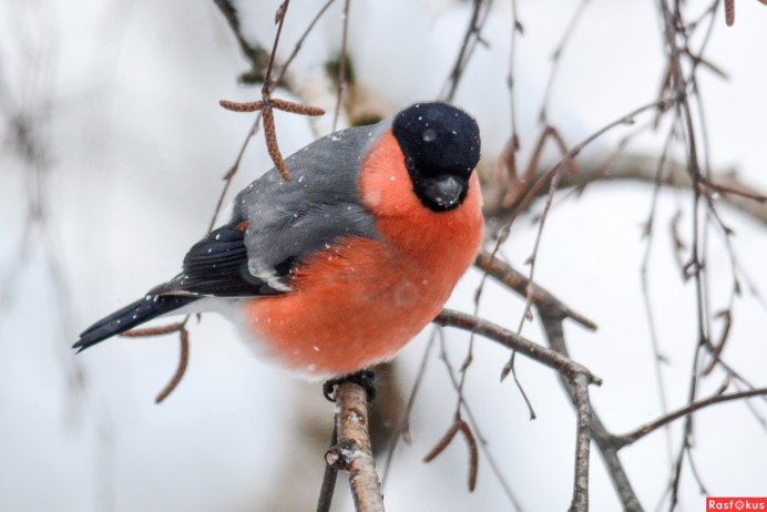 Молодой Снегирь