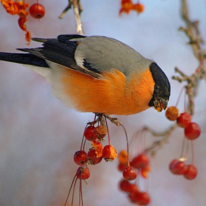 Камчатский обыкновенный Снегирь