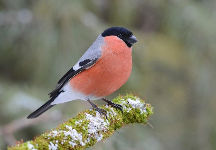 Снегирь для рассматривания