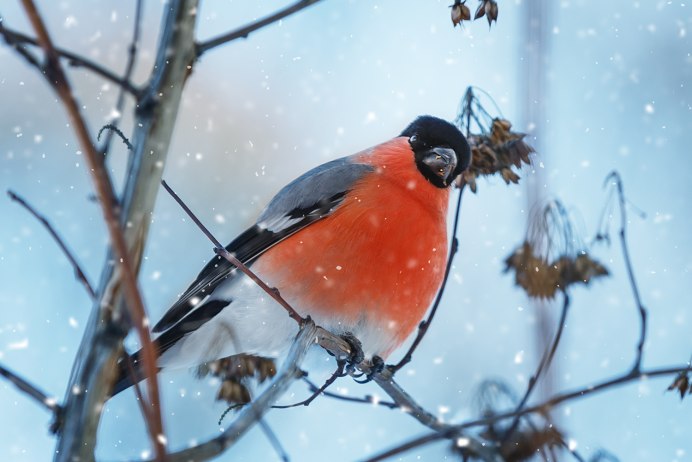 Желтогрудый Снегирь