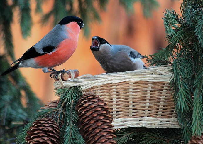Молодой Снегирь птица