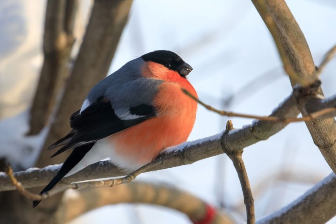Пара снегирей