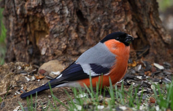 Красноголовый Снегирь