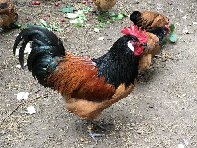 Куры Форверк