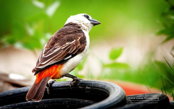 Hal Galper Wild Bird