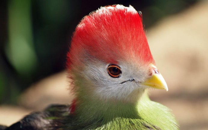 Kolibri photo for Design