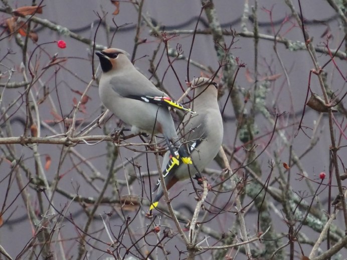 Свиристель птенец