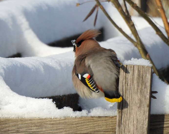 Птицы Европы фото
