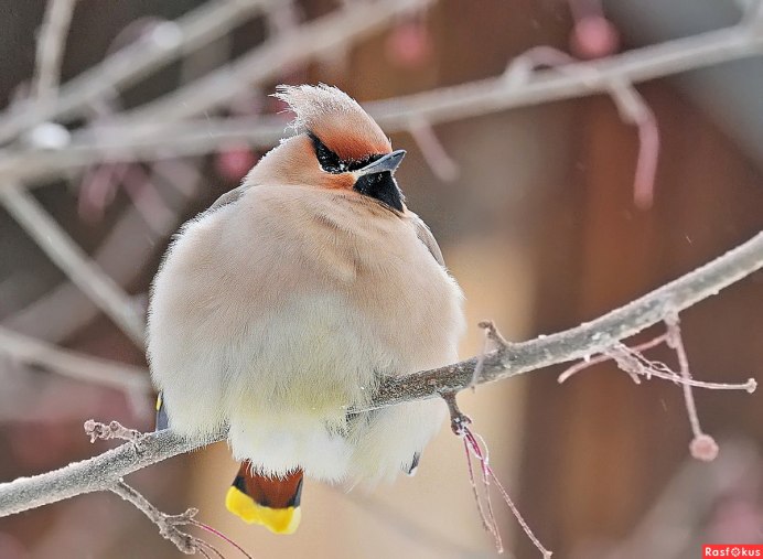 Свиристель Кисловодск