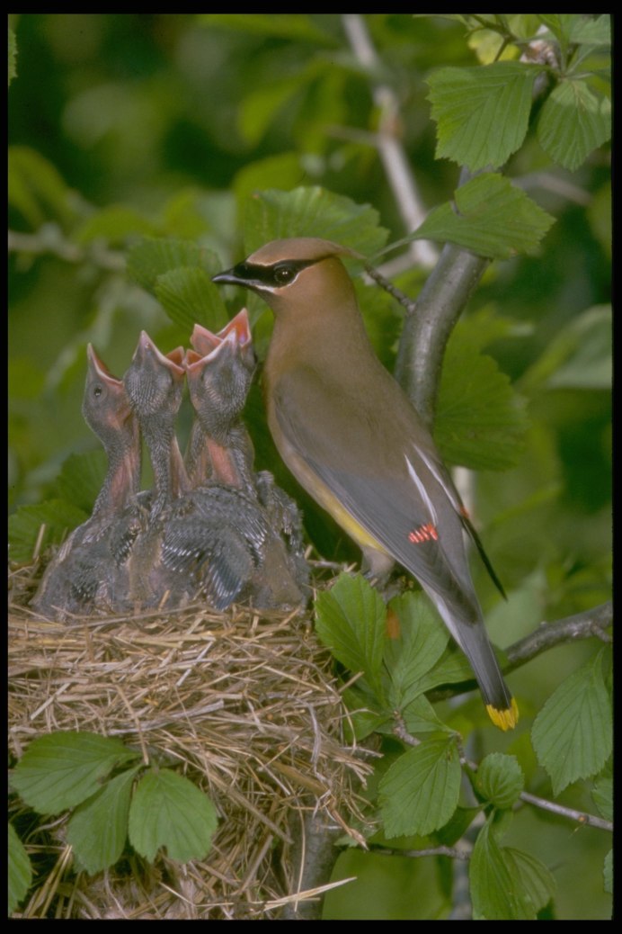 Зимние птицы в городе