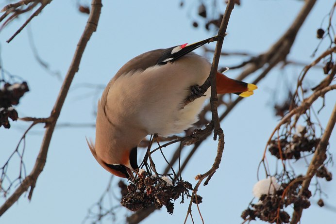 Свиристели на рябине осень