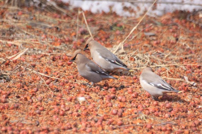 Клест свиристель