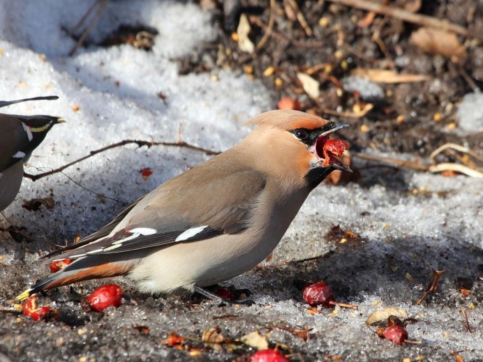Свиристель гнездо птенцы