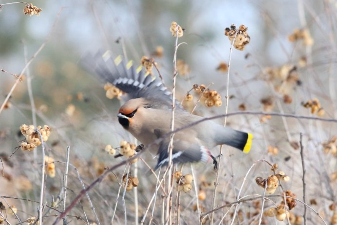 Свиристель клюв