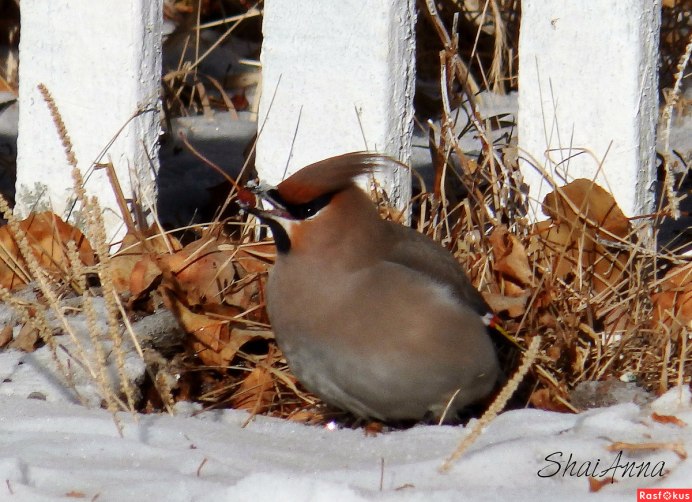 Bohemian Waxwing