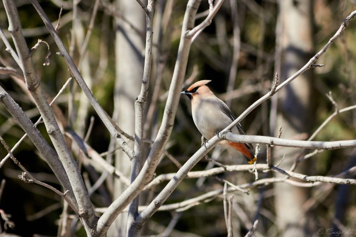 Гнездо свиристели