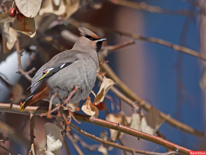 Свиристель и ее гнездо