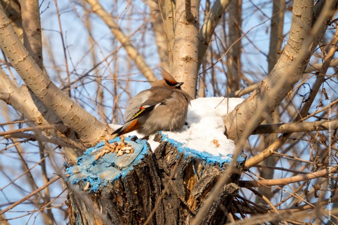 Свиристель птичка свиристель